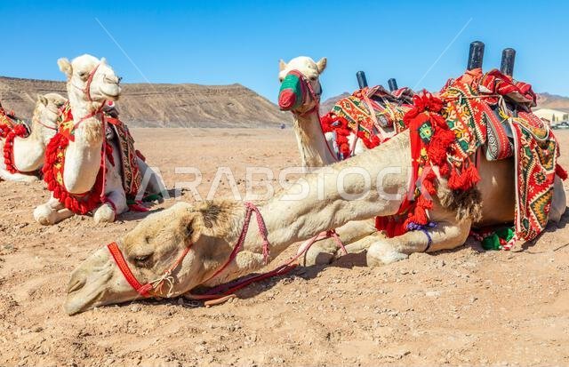 Harnessed riding camels resting in the desrt, Al Ula, Saudi Arabia Harnessed riding camels resting in the desrt, Al Ula, Saudi Arabia