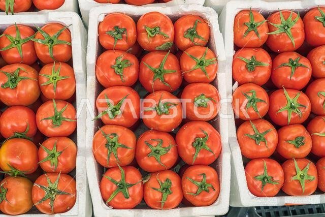 Fresh Saudi Tomatoes Fresh Saudi Tomatoes