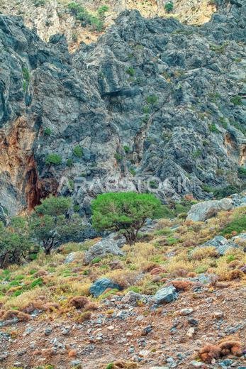 Green tree on rocks in a tropical region