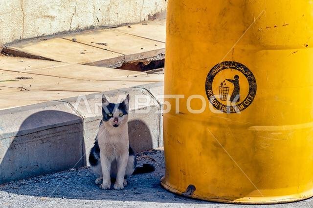 Street Cat