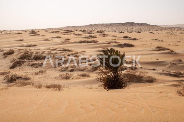 صحراء، المملكة العربية السعودية