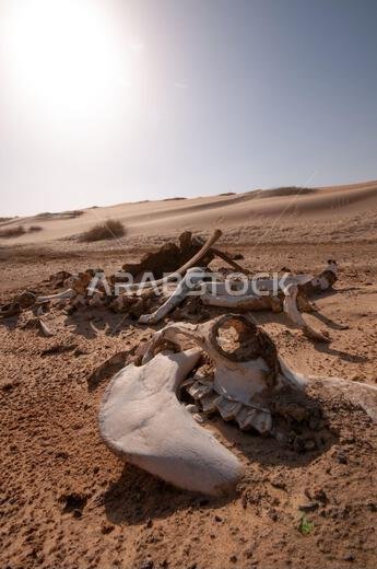 animal skeleton in the Saudi desert