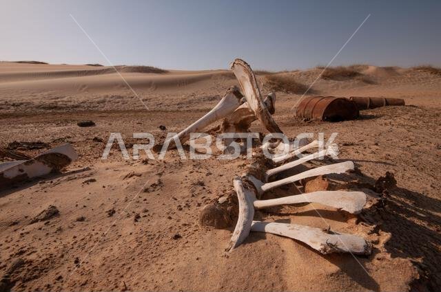 هيكل عظمي لحيوان في الصحراء السعودية
