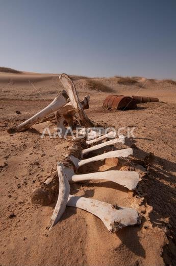 animal skeleton in the Saudi desert