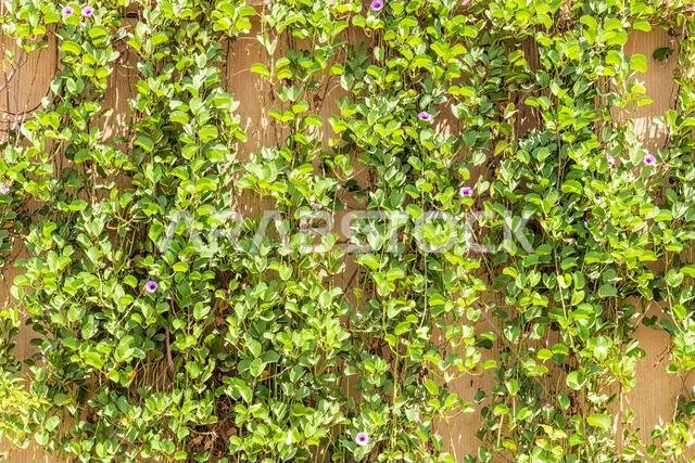 Creeping Vines on Wall