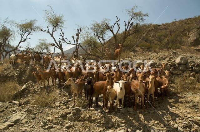 Mountain Goat herd, sir Mountains, Saudi Arabia