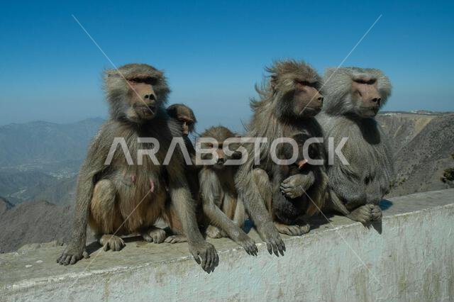 Mountain baboons, Asir Mountains, Saudi Arabia