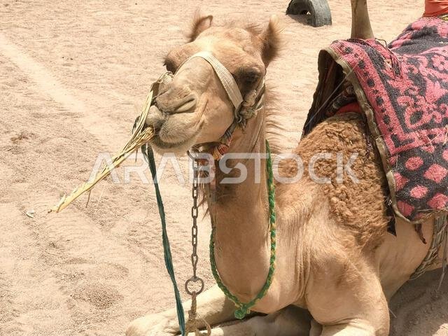صورة جانبية لجمل كبير بيج اللون، جميل، قوي، فخور، ذو سنام وخطم، ووجه يأكل نباتًا أو قشًا أو طعامًا، موضوع على رمال صفراء ساخنة في