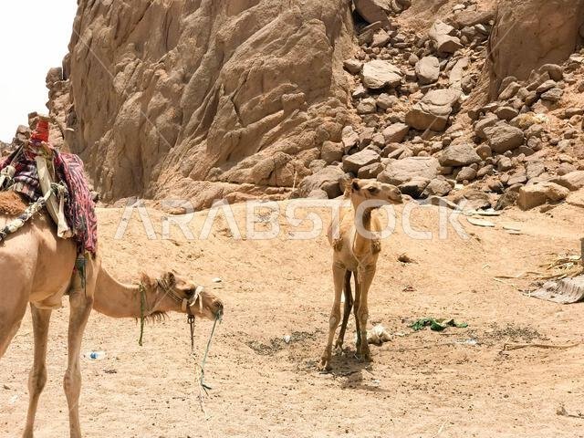 جملان جميلان يستريحان في موقف السيارات، وقد توقفا بسنامهما على الرمال الصفراء الساخنة في صحراء مصر، مقابل جبل رملي أصفر حجري.