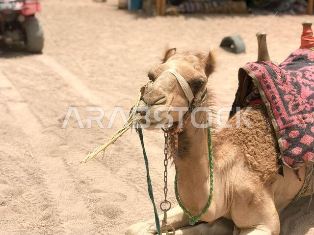صورة لجمل صحراوي أصفر جميل ذو سنامين يستريح وهو يرتدي سرجاً ويأكل القش على جانب الرمال في مصر.