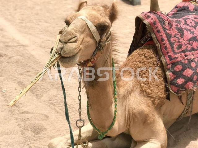 Portrait of a resting two-humped yellow desert beautiful camel with harness that eats straw on the sand in Egypt close view.