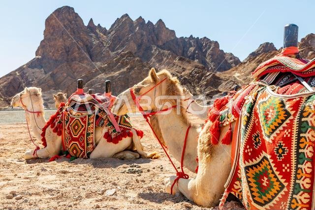 جمالٌ مُسلّحة تستريح في صحراء العلا، المملكة العربية السعودية