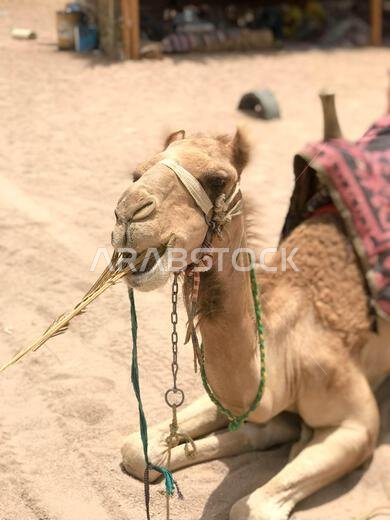 صورة لجمل صحراوي أصفر جميل ذو سنامين يستريح، وهو جمل صحراوي يأكل القش على الرمال في مصر.