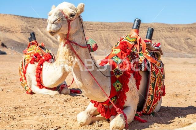 Harnessed riding camels resting in the desert, Al Ula, Saudi Arabia