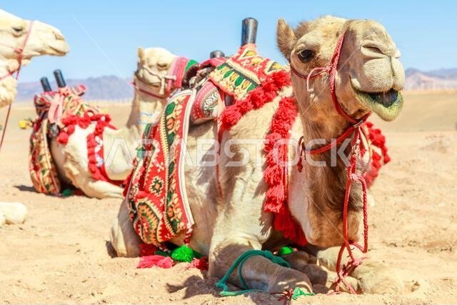 Harnessed riding camels resting in the desert, Al Ula, Saudi Arabia