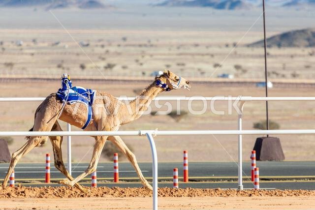 Camel racing for the king's cup, Al Ula, Saudi Arabia