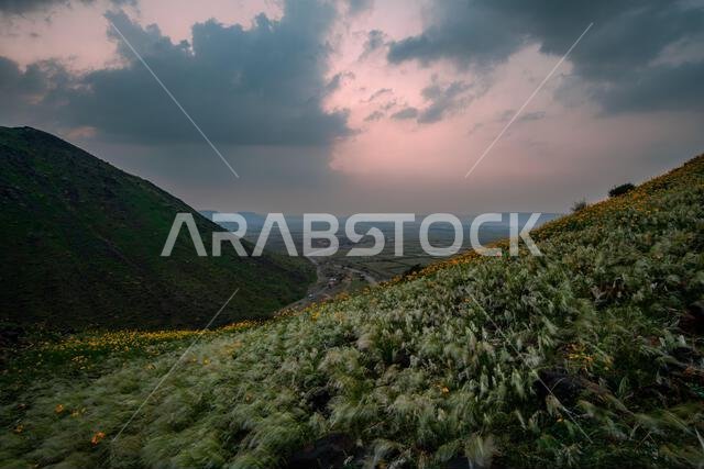 Nature of Saudi Arabia during winter