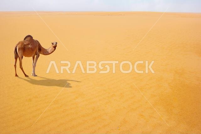 جمل بني في كثبان صحراوية، صورة
