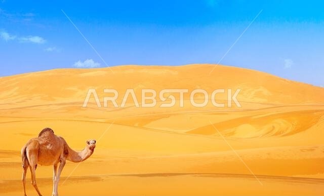 Brown camel in desert dunes, Image