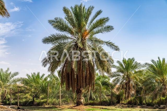 أشجار النخيل - مناظر