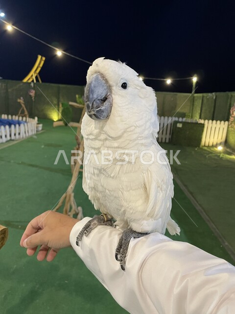 صورة لطائر الببغاء في إحدى الحدائق بالمملكة العربية السعودية ، طائر الببغاء باللون الأبيض ، محميات للطيور في السعودية ، أماكن سياحية ترفيهيه ، السياحة في السعودية