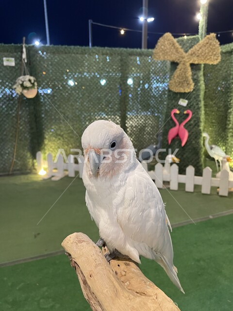 صورة لطائر الببغاء في إحدى الحدائق بالمملكة العربية السعودية ، طائر الببغاء باللون الأبيض ، محميات للطيور في السعودية ، أماكن سياحية ترفيهيه ، السياحة في السعودية