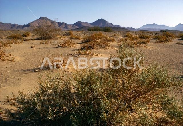 Saudi Arabia Desert Scrub Saudi Arabia Desert Scrub