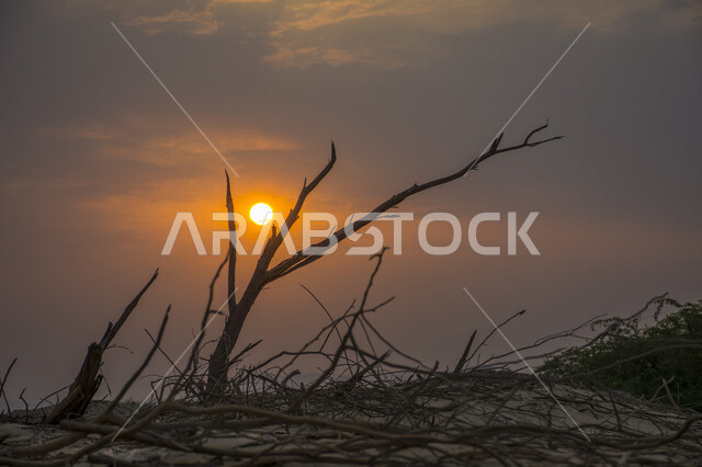 A stunning picture of sunset in the desert, a creative picture of the sun from behind the trees at sunset, the picturesque nature of the sky and trees, beautiful landscapes in the Kingdom of Saudi Arabia