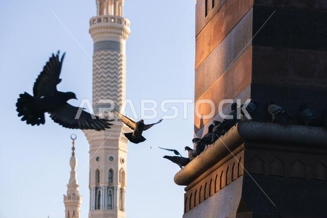 MECCA, SAUDI ARABIA: MAR 8, 2023. A pigeon is flying in Mecca near Al Masjid Al Haram mosque, Mecca, Saudi Arabia MECCA, SAUDI ARABIA: MAR 8, 2023. A pigeon is flying in Mecca near Al Masjid Al Haram mosque, Mecca, Saudi Arabia