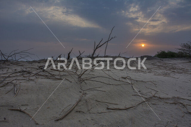 A stunning picture of sunset in the desert, a creative picture of the sun from behind the trees at sunset, the picturesque nature of the sky and trees, beautiful landscapes in the Kingdom of Saudi Arabia