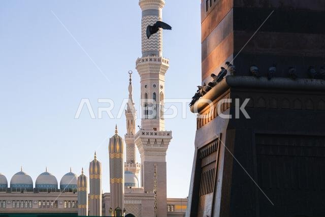 مكة المكرمة، المملكة العربية السعودية: 8 مارس 2023. حمامة تحلق في مكة المكرمة بالقرب من المسجد الحرام، مكة المكرمة، المملكة العربية السعودية
