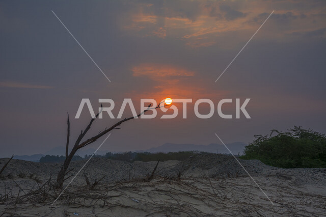 صورة خلابة لغروب الشمس بالصحراء , صورة ابداعية للشمس من خلف الاشجار وقت الغروب، الطبيعية الخلابة للسماء والاشجار، مناظر طبيعية خلابة في المملكة العربية السعودية