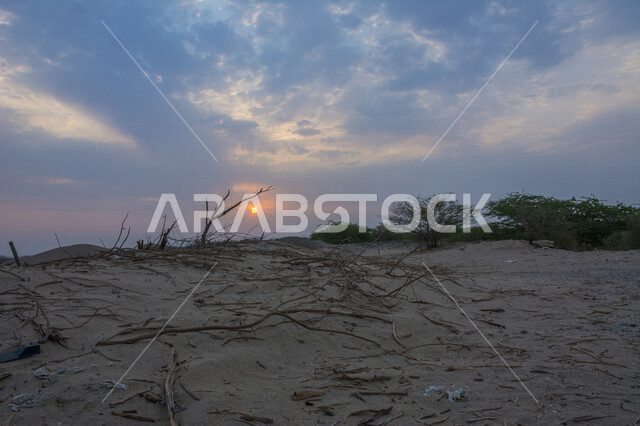 A stunning picture of sunset in the desert, a creative picture of the sun from behind the trees at sunset, the picturesque nature of the sky and trees, beautiful landscapes in the Kingdom of Saudi Arabia