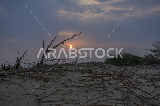 A stunning picture of sunset in the desert, a creative picture of the sun from behind the trees at sunset, the picturesque nature of the sky and trees, beautiful landscapes in the Kingdom of Saudi Arabia