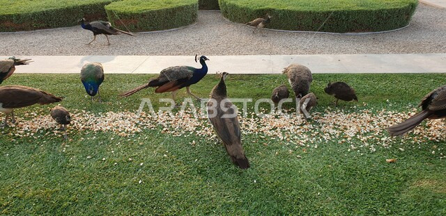 صورة ابداعية لمجموعة من طيور الطاووس تتغذى على الحبوب في حديقة دبي بالإمارات العربية المتحدة، طائر بألوان جذابة، الأشجار والنباتات في حديقة دبي، حبوب الطعام، السياحة في الامارات