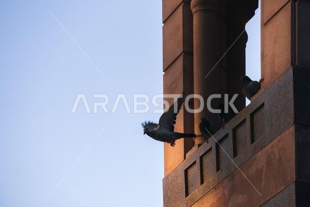 MECCA, SAUDI ARABIA: MAR 8, 2023. A pigeon is flying in Mecca near Al Masjid Al Haram mosque, Mecca, Saudi Arabia