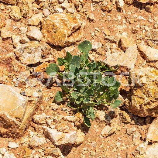 Desert plants