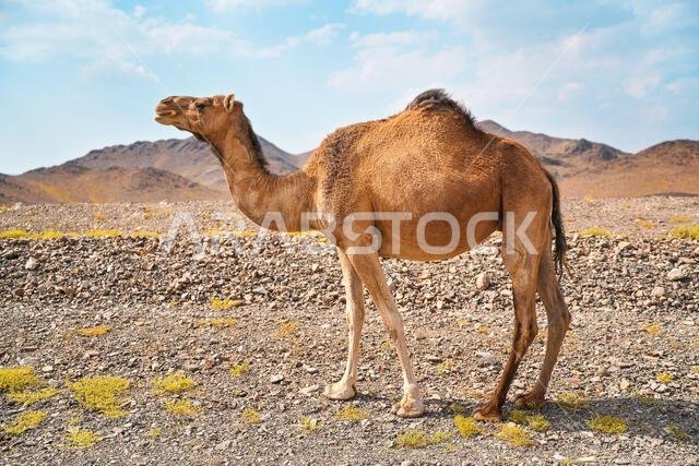 جمل بني فاتح يرعى على بقع عشبية صغيرة في صحراء قاحلة، وتلال صغيرة في الأفق، منظر طبيعي نموذجي بالقرب من القرش، المملكة العربية السعودية جمل بني فاتح يرعى على بقع عشبية صغيرة في صحراء قاحلة، وتلال صغيرة في الأفق، منظر طبيعي نموذجي بالقرب من القرش، المملكة العربية السعودية
