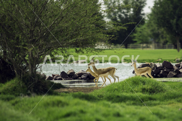 مجموعة من الغزلان في حديقة الحيوانات في الرياض، محميه طبيعيه لتربية الحيوانات في المملكة العربية السعودية, مناظر طبيعيه, السياحه في السعوديه