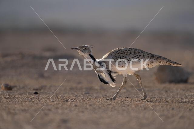 Asian houbara, Houbara bustard, MacQueens bustard (Chlamydotis macqueenii)