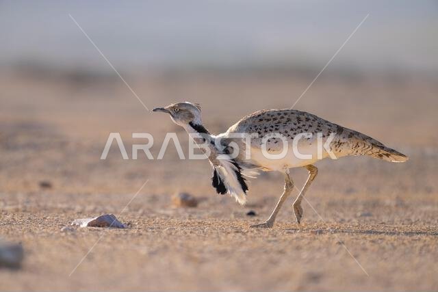 الحبارى الآسيوية، الحبارى، حبارى ماكوينز (Chlamydotis macqueenii)
