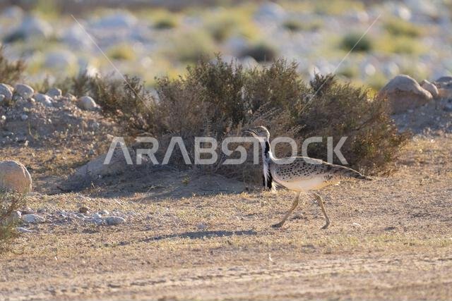 الحبارى الآسيوية، الحبارى، حبارى ماكوينز (Chlamydotis macqueenii)