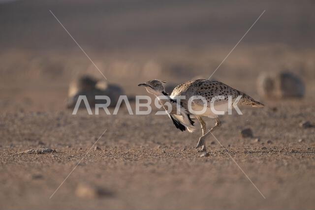 الحبارى الآسيوية، الحبارى، حبارى ماكوينز (Chlamydotis macqueenii)