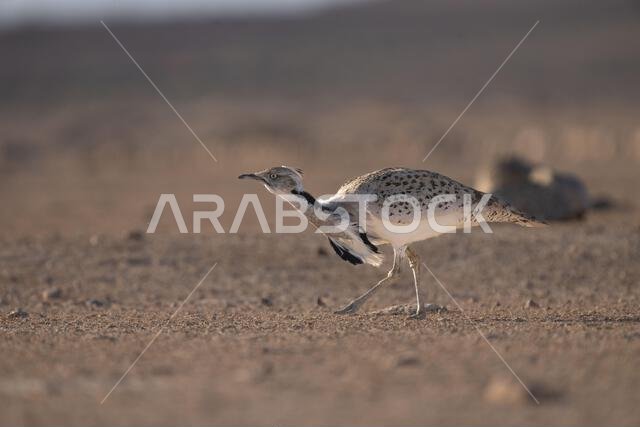 Asian houbara, Houbara bustard, MacQueens bustard (Chlamydotis macqueenii)