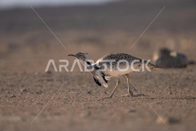 الحبارى الآسيوية، الحبارى، حبارى ماكوينز (Chlamydotis macqueenii)