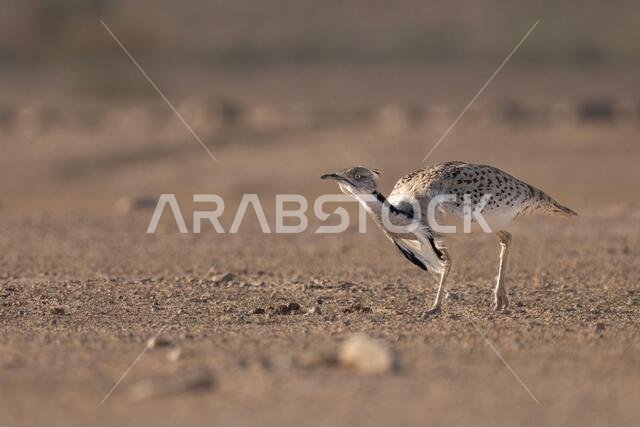 Asian houbara, Houbara bustard, MacQueens bustard (Chlamydotis macqueenii)