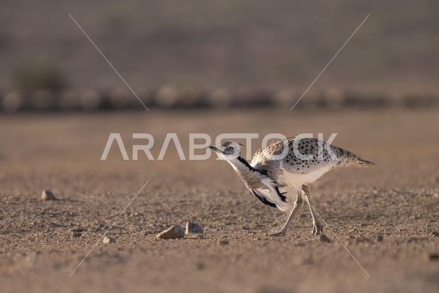 الحبارى الآسيوية، الحبارى، حبارى ماكوينز (Chlamydotis macqueenii)