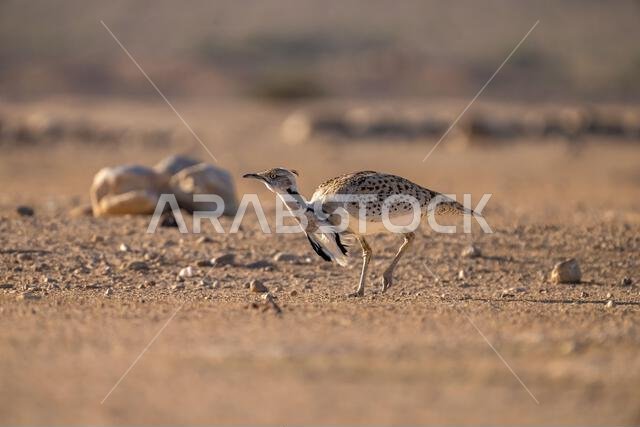 Asian houbara, Houbara bustard, MacQueens bustard (Chlamydotis macqueenii)