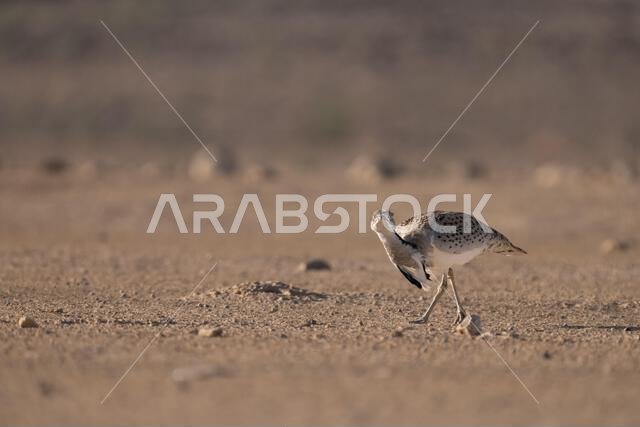 الحبارى الآسيوية، الحبارى، حبارى ماكوينز (Chlamydotis macqueenii) الحبارى الآسيوية، الحبارى، حبارى ماكوينز (Chlamydotis macqueenii)