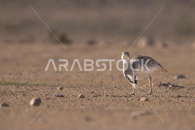 الحبارى الآسيوية، الحبارى، حبارى ماكوينز (Chlamydotis macqueenii)